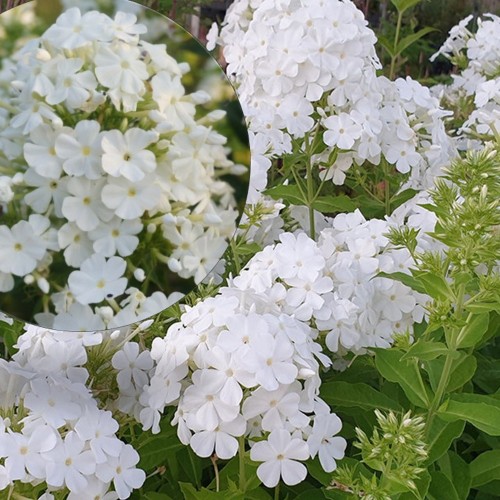 Phlox paniculata 'Fujiyama' - Aed-leeklill 'Fujiyama' P9/0,55L      